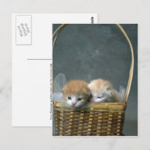 子猫 ポストカード (正面/裏面)