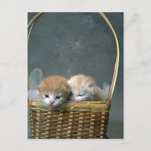 子猫 ポストカード (正面)