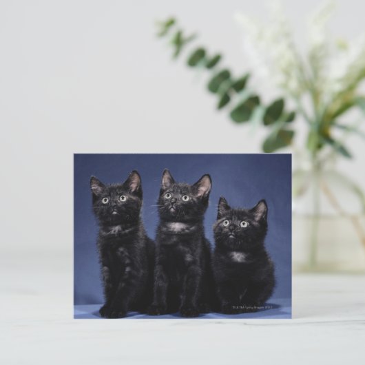 子猫 ポストカード (スタンド正面)