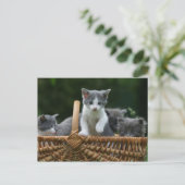 子猫 ポストカード (スタンド正面)