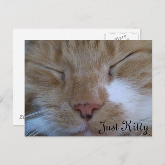 子猫 ポストカード (正面/裏面)