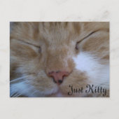 子猫 ポストカード (正面)