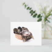 子猫 ポストカード (スタンド正面)