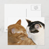 子猫 ポストカード (正面/裏面)