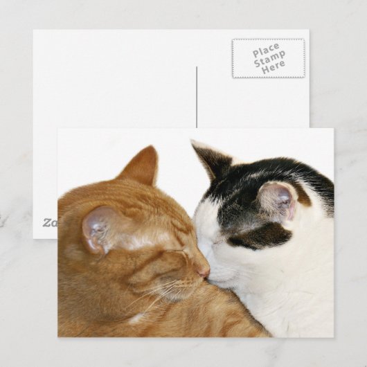 子猫 ポストカード (正面/裏面)