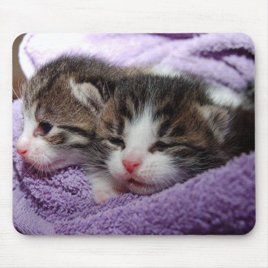 子猫 マウスパッド (正面)