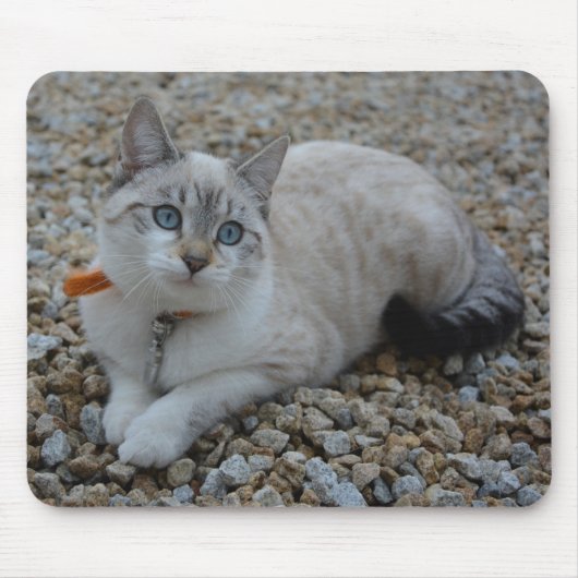 子猫 マウスパッド (正面)