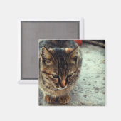 子猫 マグネット (正面/裏面)