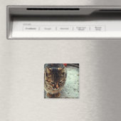 子猫 マグネット (インサイチュ (食洗機))
