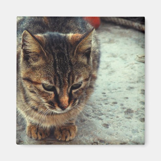 子猫 マグネット (正面)