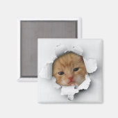 子猫 マグネット (正面/裏面)