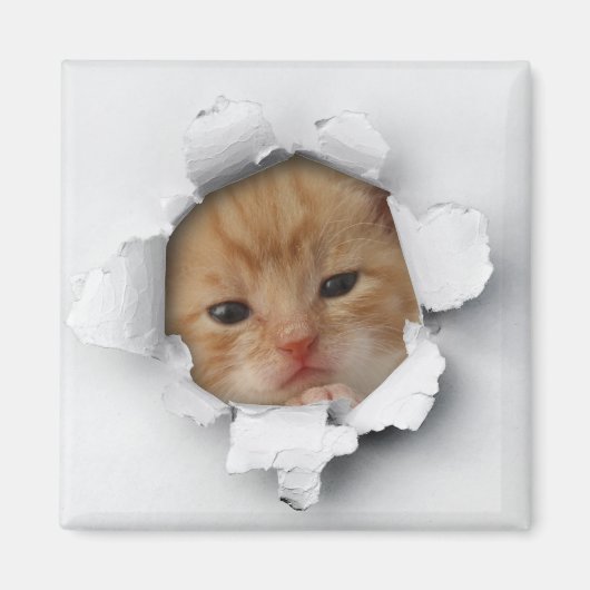 子猫 マグネット (正面)