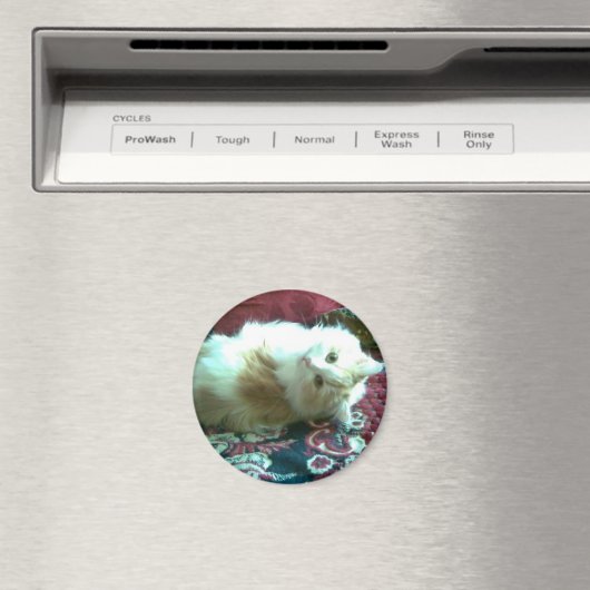 子猫 マグネット (インサイチュ (食洗機))