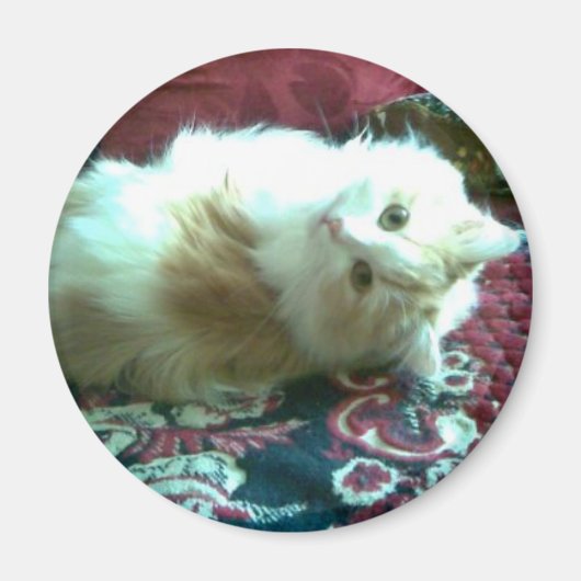 子猫 マグネット (正面)