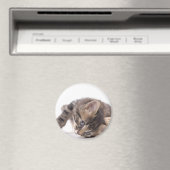 子猫 マグネット (インサイチュ (食洗機))