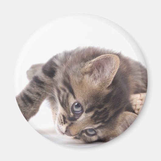 子猫 マグネット (正面)