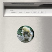 子猫 マグネット (インサイチュ (食洗機))