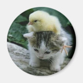 子猫 マグネット (正面)