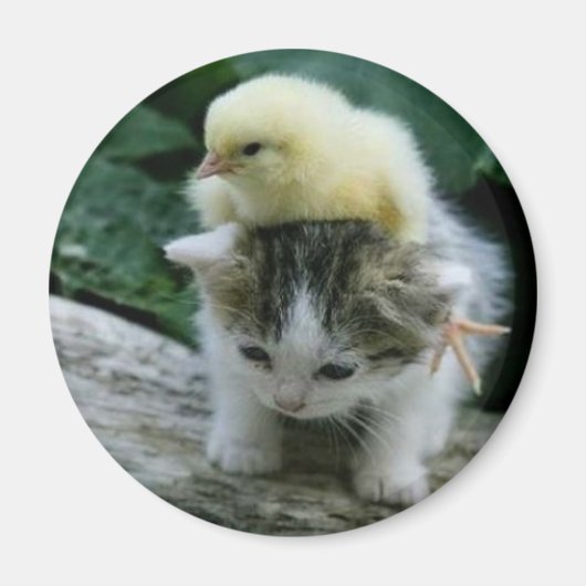 子猫 マグネット (正面)