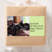 子猫 ラベル (インサイチュ)