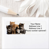 子猫 ラベル (インサイチュ)