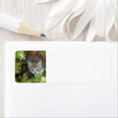 子猫 ラベル (インサイチュ)