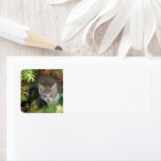 子猫 ラベル (インサイチュ)