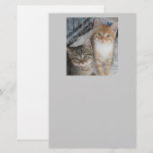 子猫 便箋 (正面/裏面)