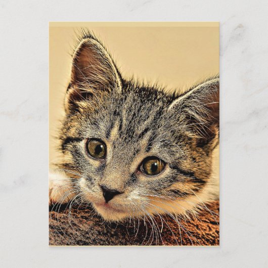 子猫、子猫、可愛くて抱きしめたくなる、 ポストカード (正面)