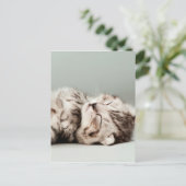 子猫,猫,かわいいタビー猫,かわいい猫,かわいい子猫 ポストカード (スタンド正面)