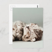子猫,猫,かわいいタビー猫,かわいい猫,かわいい子猫 ポストカード (正面/裏面)