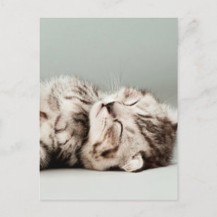 子猫,猫,かわいいタビー猫,かわいい猫,かわいい子猫 ポストカード