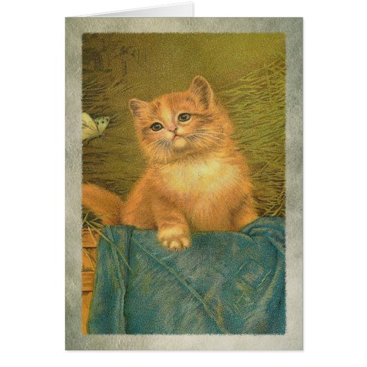 子猫・蝶 (正面)