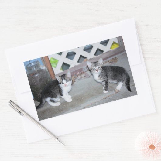 子猫 長方形シール (封筒)