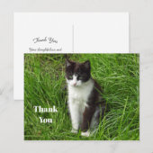 子猫 黒と白の猫の写真 ありがとうございます ポストカード (正面/裏面)