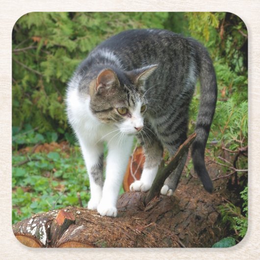 子猫- Cat - Drink Coaster スクエアペーパーコースター (正面)