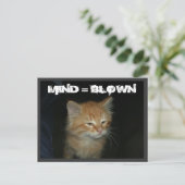 子猫「MIND = 吹」はがき ポストカード (スタンド正面)