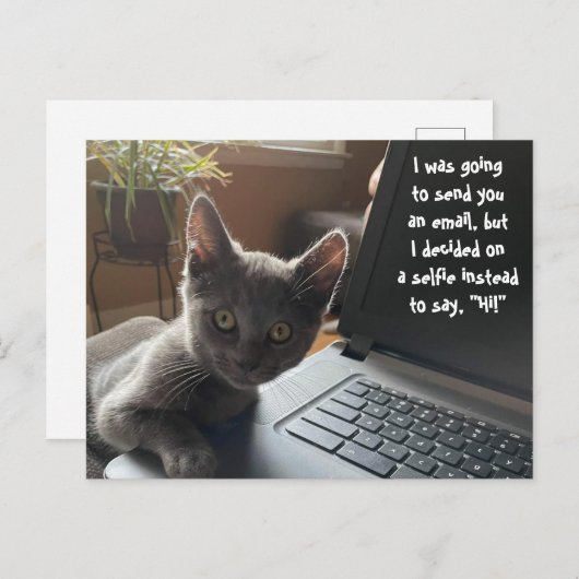 子猫SELFIE HELLO ポストカード (正面/裏面)