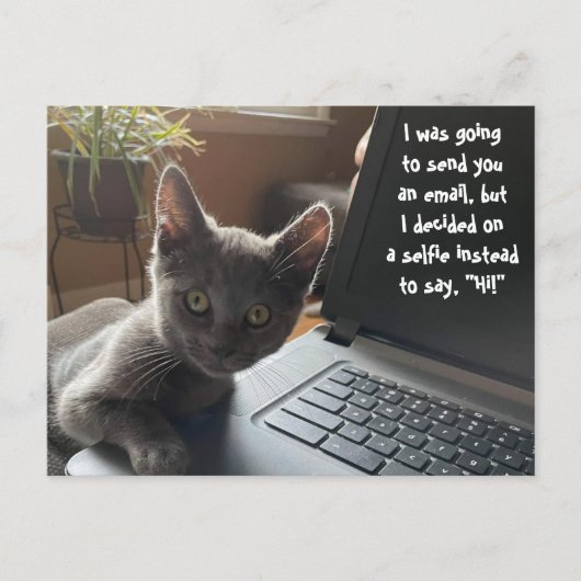 子猫SELFIE HELLO ポストカード (正面)
