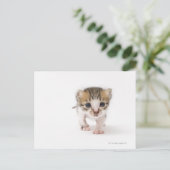 子生まれたばかりの人 ポストカード (スタンド正面)