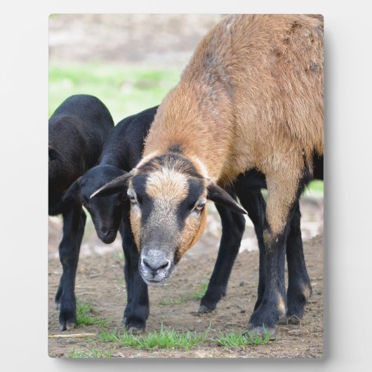 子羊とカメルーン フォトプラーク (正面)