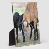 子羊とカメルーン フォトプラーク (側面)