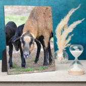 子羊とカメルーン フォトプラーク (側面)
