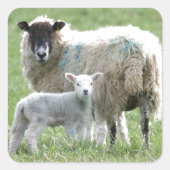 子羊の羊 スクエアシール (正面)