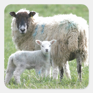 子羊の羊 スクエアシール