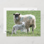子羊の羊 ポストカード (正面/裏面)
