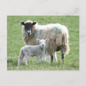 子羊の羊 ポストカード (正面)