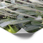 子羊の耳植物 ポスター (角)