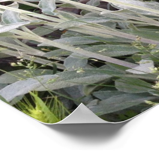 子羊の耳植物 ポスター (角)