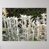 子羊の耳植物 ポスター (正面)